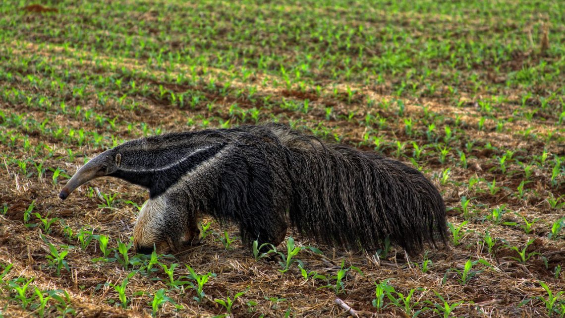 Cerrado: o bioma mais ameaçado do Brasil e por que sua proteção é urgente