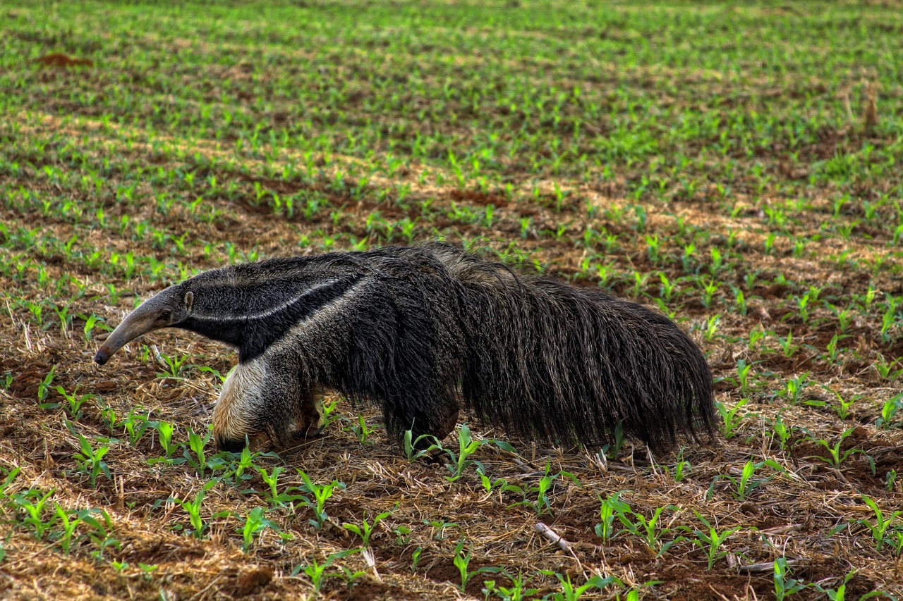 Tamanduá-bandeira caminhando pela vegetação do Cerrado