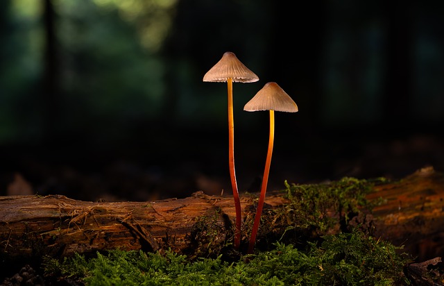 Cogumelo no solo da floresta, parte visível de uma rede de fungos micorrízicos