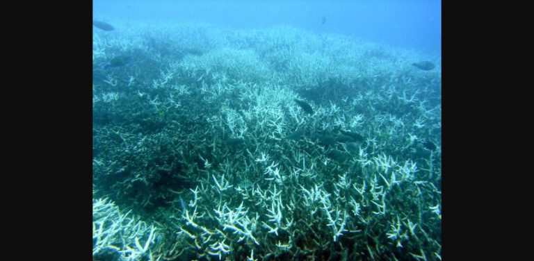 Recife de coral com impacto do branqueamento e mudanças climáticas