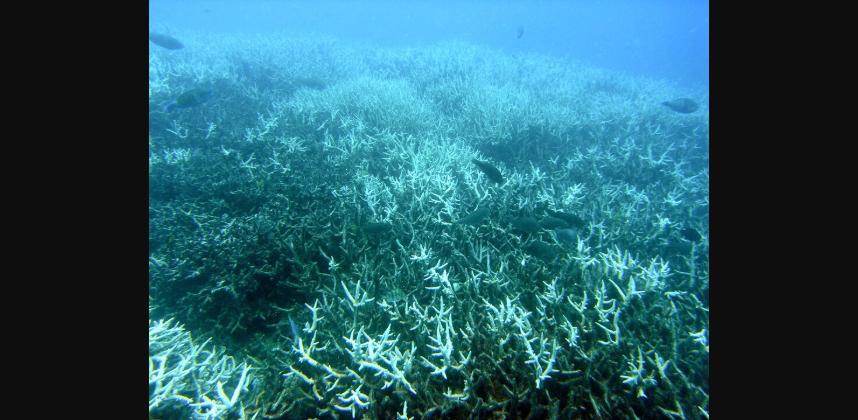 Coral branqueado na Grande Barreira de Corais — efeito da acidificação dos oceanos