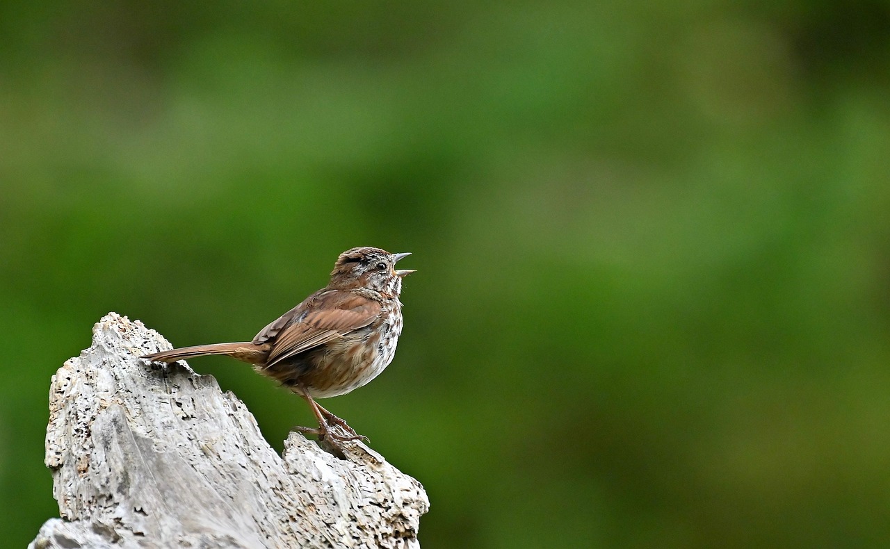 Ave cantando em ambiente natural, objeto de estudo da ecologia acústica