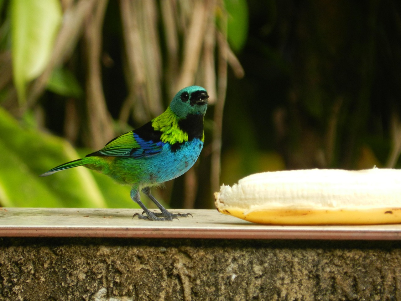 Aves e fauna silvestre que dependem de corredores ecológicos