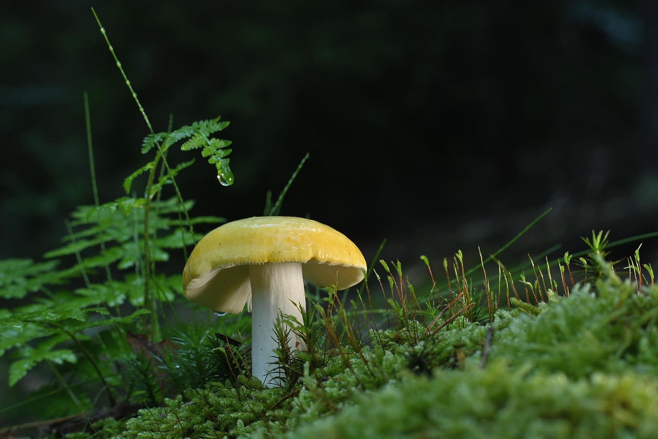 Fungos no solo da floresta - rede micorrízica