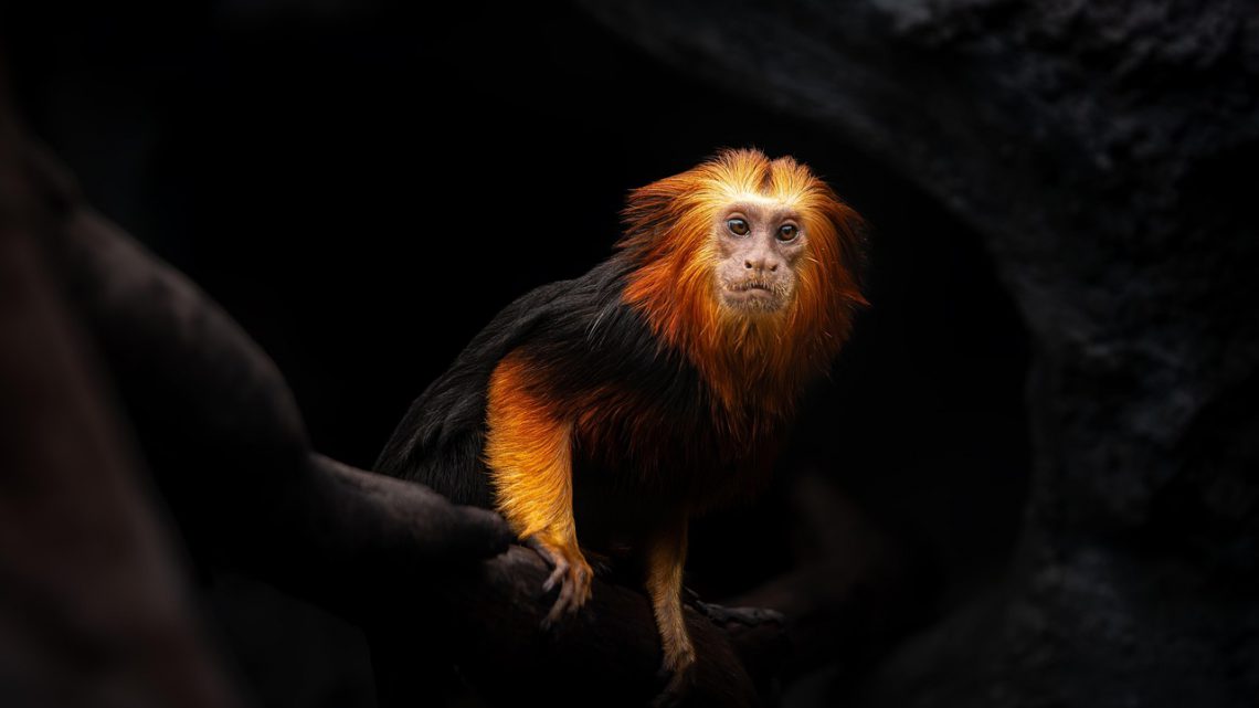 Mico-leão-dourado: a joia da Mata Atlântica que voltou do abismo da extinção