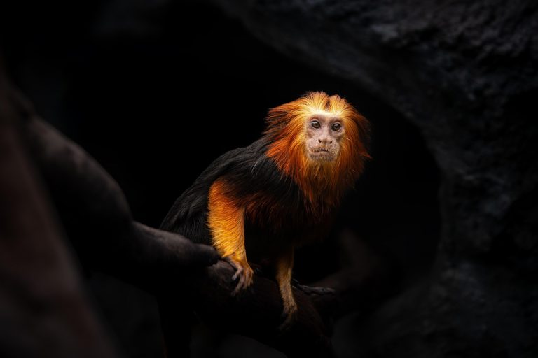 Mico-leão-dourado (Leontopithecus rosalia) na Mata Atlântica