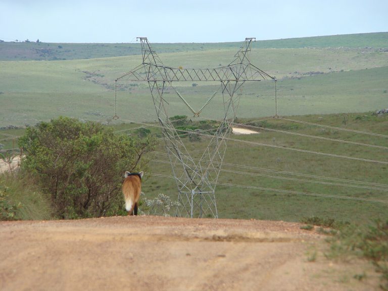 Lobo-guará caminhando no Cerrado brasileiro