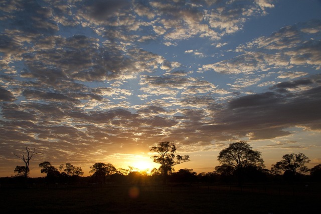 Fauna e vegetação do bioma pantaneiro em dia ensolarado