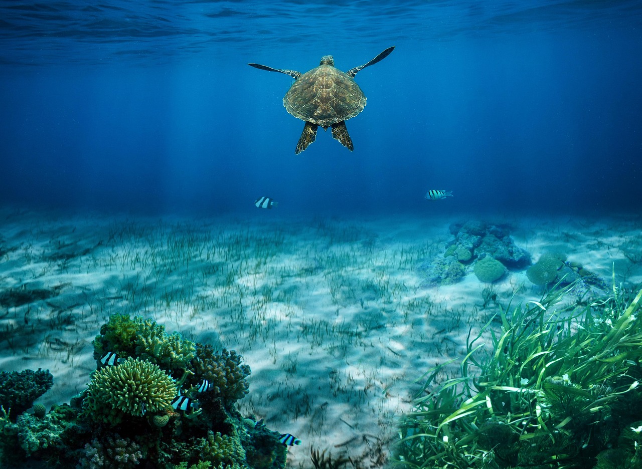 Tartaruga marinha nadando entre recifes de coral no oceano
