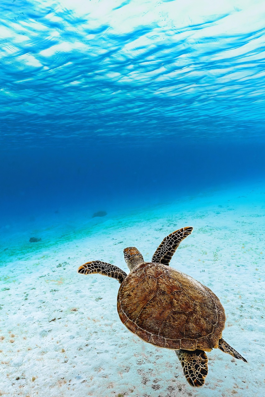 Tartaruga-verde nadando no oceano, espécie encontrada no litoral brasileiro