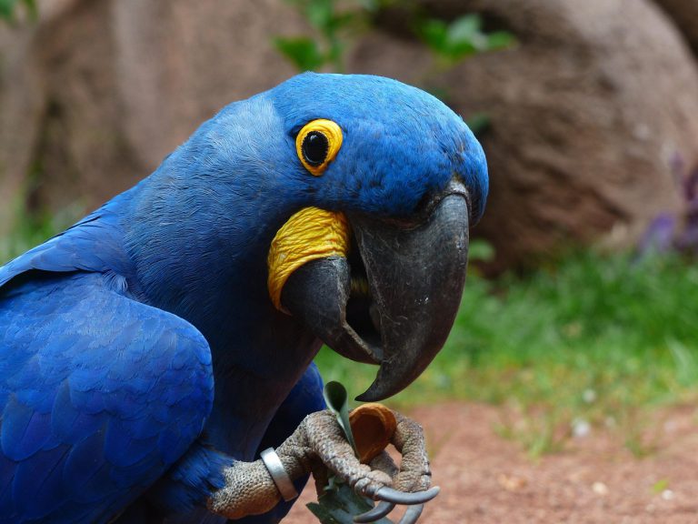 Arara-azul-grande (Anodorhynchus hyacinthinus) no Pantanal