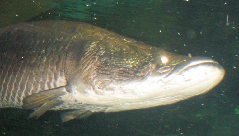 Pirarucu (Arapaima gigas) - o gigante da Amazônia
