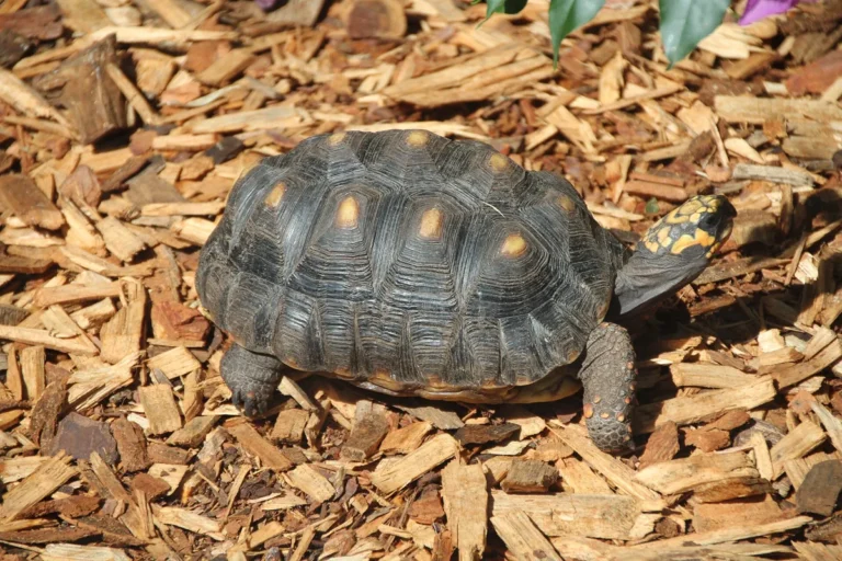 Chelonoidis carbonarius - imagem ilustrativa
