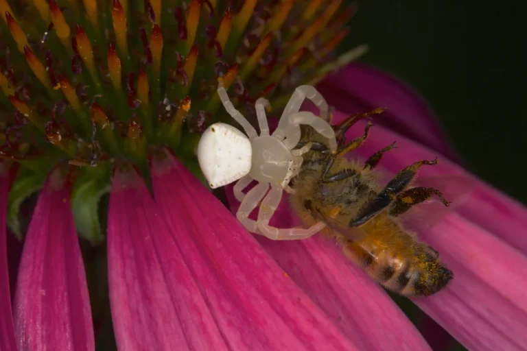 Thomisus spectabilis - imagem ilustrativa