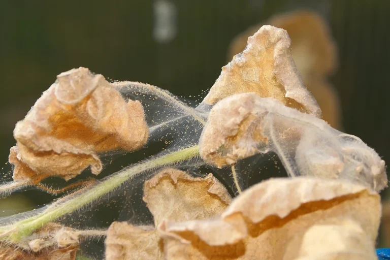 Colônia de ácaro-rajado (Tetranychus urticae) com teia fina na face inferior de uma folha