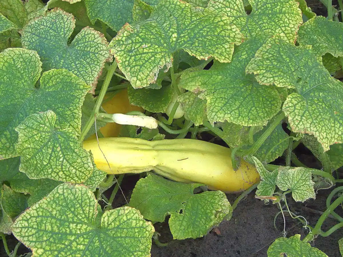 Folha de pepino com manchas cloróticas e bronzeamento causados pelo ácaro-rajado