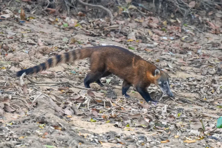 Quati (Nasua nasua) com a cauda erguida, um dos animais que começam com a letra Q
