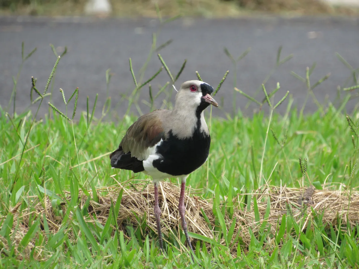 Quero-quero (Vanellus chilensis), ave de campo brasileira que começa com a letra Q