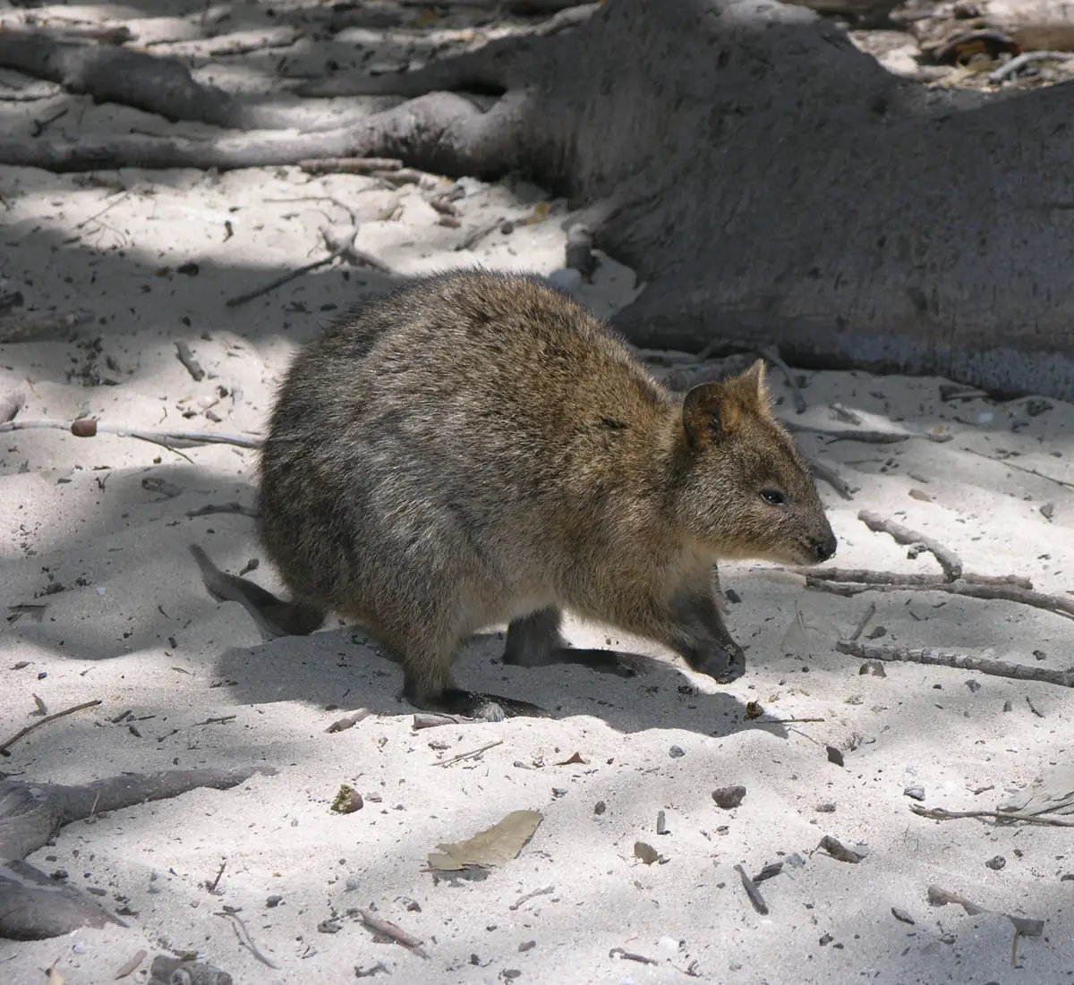 Quokka (Setonix brachyurus), marsupial australiano e um dos animais que começam com a letra Q