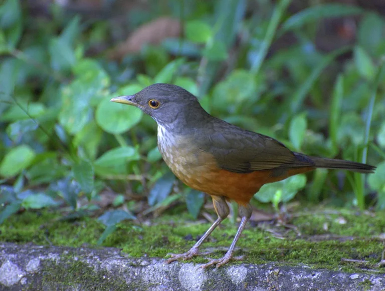Sabiá-laranjeira (Turdus rufiventris), ave-símbolo do Brasil, animal com a letra S