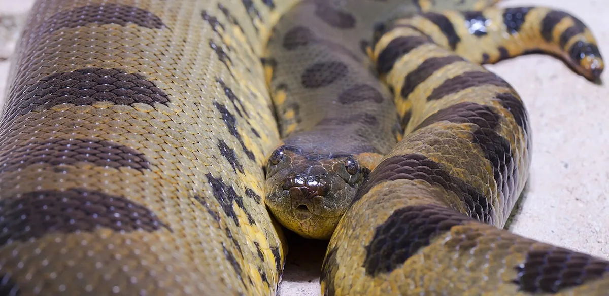 Sucuri (Eunectes murinus), a maior cobra do Brasil e um réptil que começa com a letra S