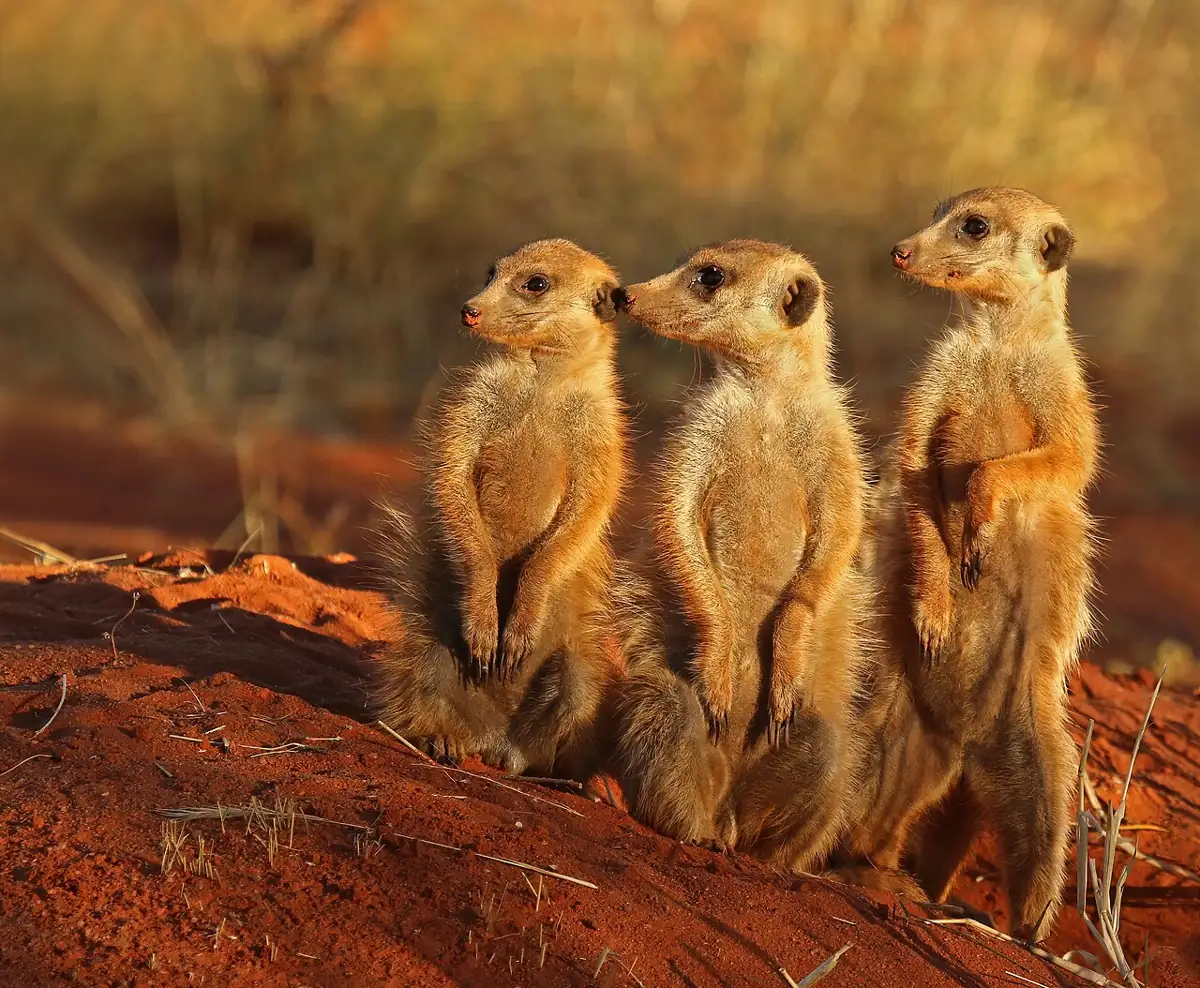Suricato (Suricata suricatta) em pé vigiando, um dos animais que começam com a letra S