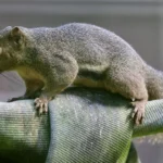 Animais com a Letra X: 17 Nomes e Fotos - imagem ilustrativa do tema