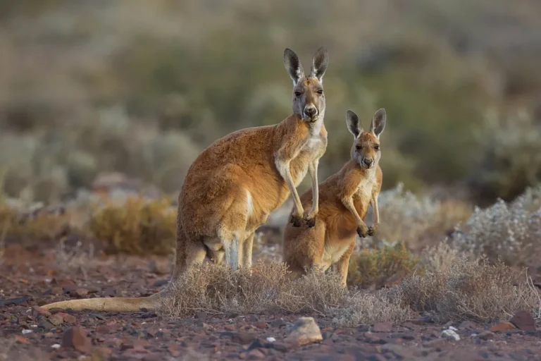 Canguru-vermelho, animal símbolo da Austrália, no habitat seco