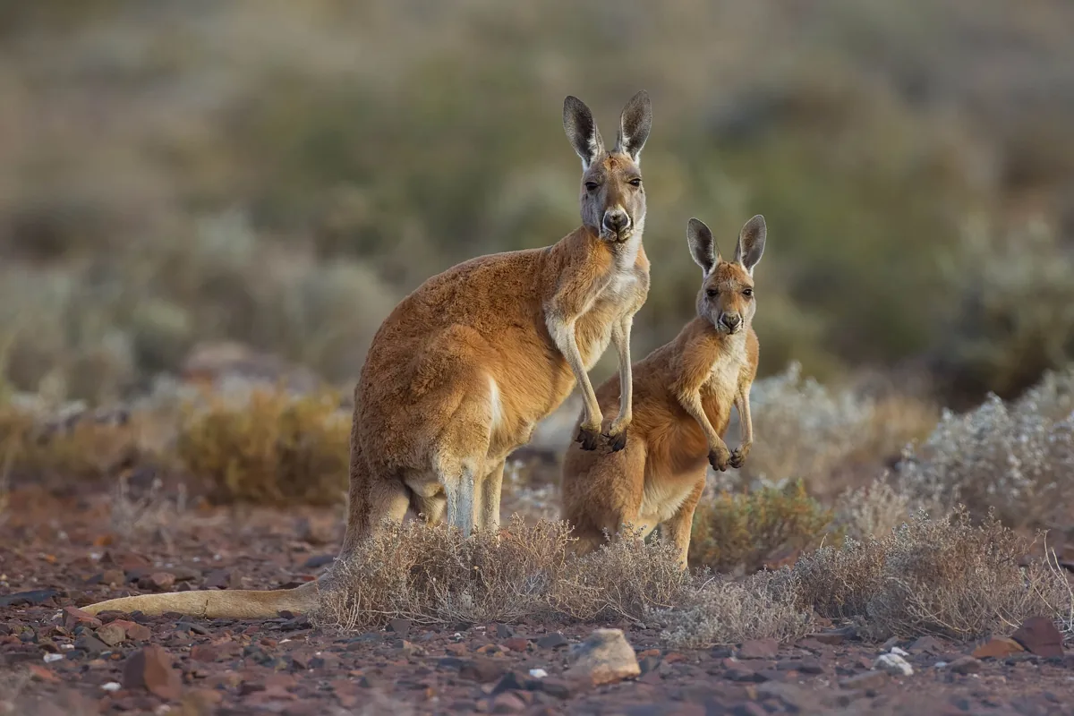 Canguru-vermelho, animal símbolo da Austrália, no habitat seco