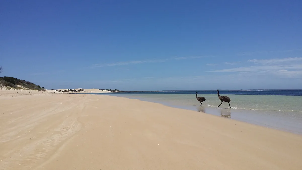 Emu, ave símbolo da Austrália presente no brasão nacional