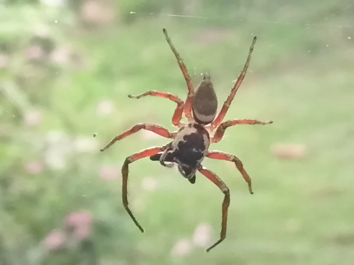 Aranha em estado de descanso