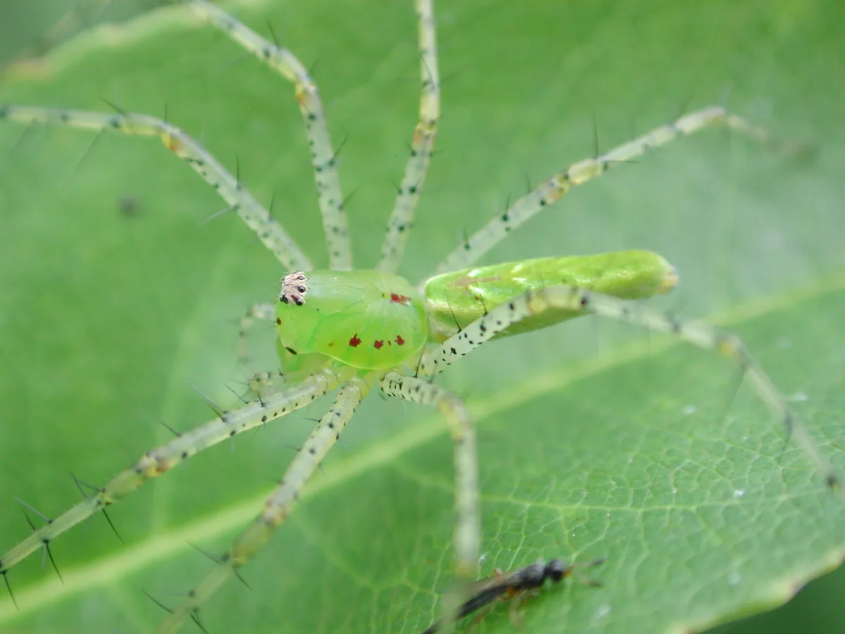 Aranha verde do tipo aranha-lince em close, mostrando a coloração verde de camuflagem