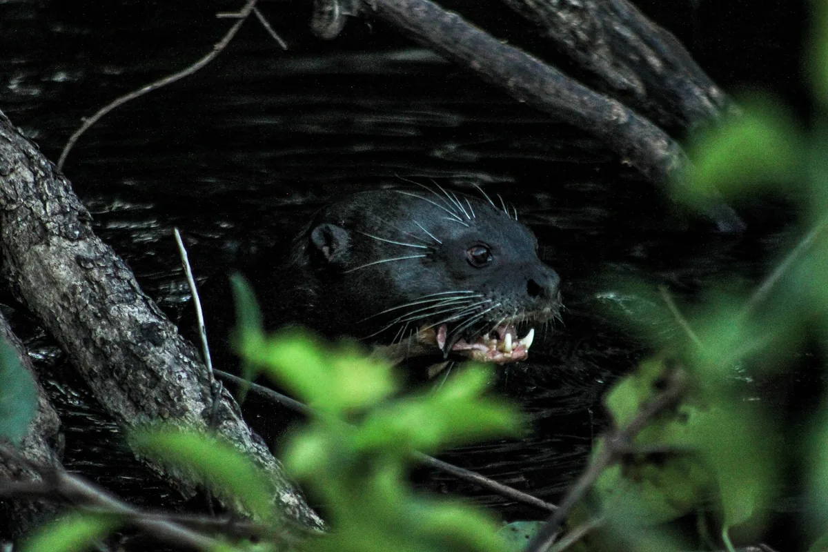 Grupo de ariranhas no Pantanal, defendendo o território no rio