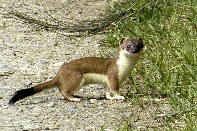 Arminho (Mustela erminea) com pelagem marrom de verão