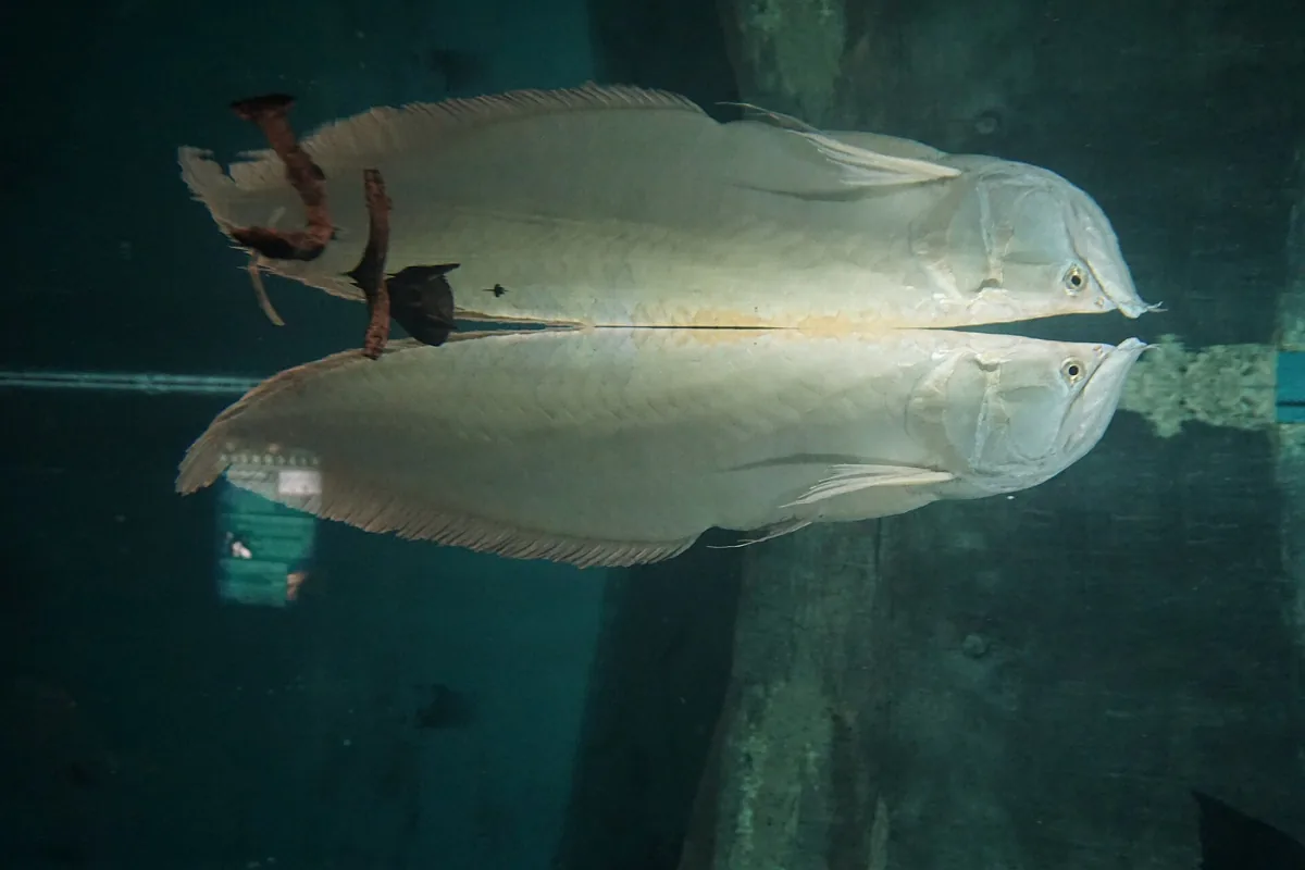 peixe aruanã prateado (Osteoglossum bicirrhosum) nadando, predador de superfície