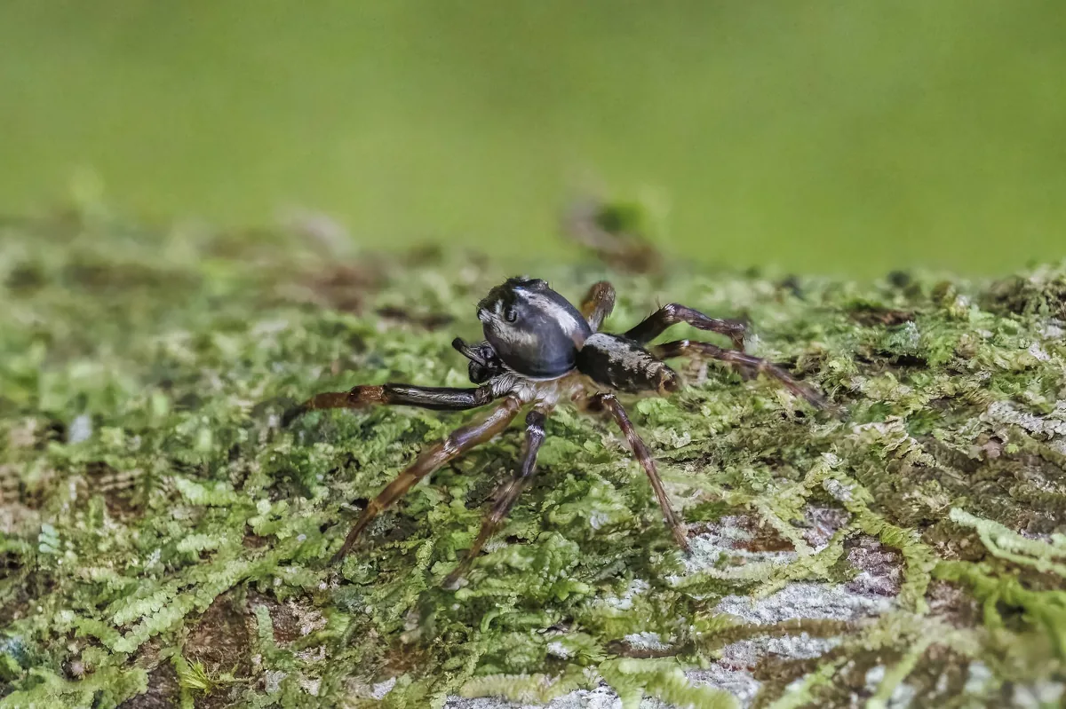 As aranhas dormem: aranha-saltadora em repouso