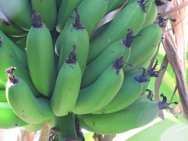 Cacho de banana caturra (nanica) na bananeira de porte baixo