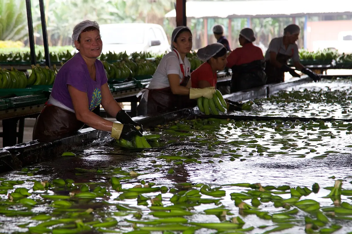 Plantação de banana caturra com bananeiras de pseudocaule baixo