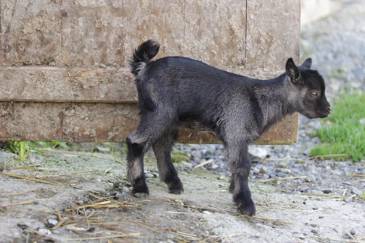 Bode doméstico (Capra aegagrus hircus), o animal por trás da expressão bode expiatório