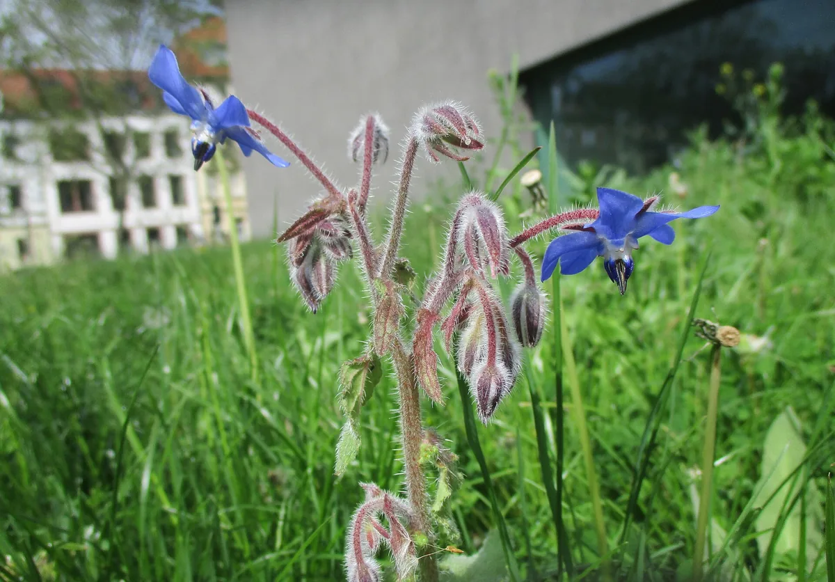 Planta de borragem (Borago officinalis) cultivada