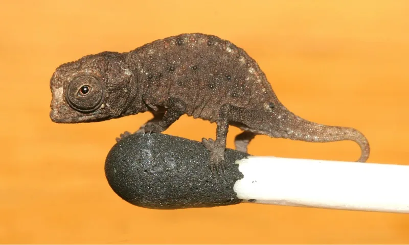 Brookesia micra sobre a cabeça de um fósforo mostrando seu tamanho minúsculo