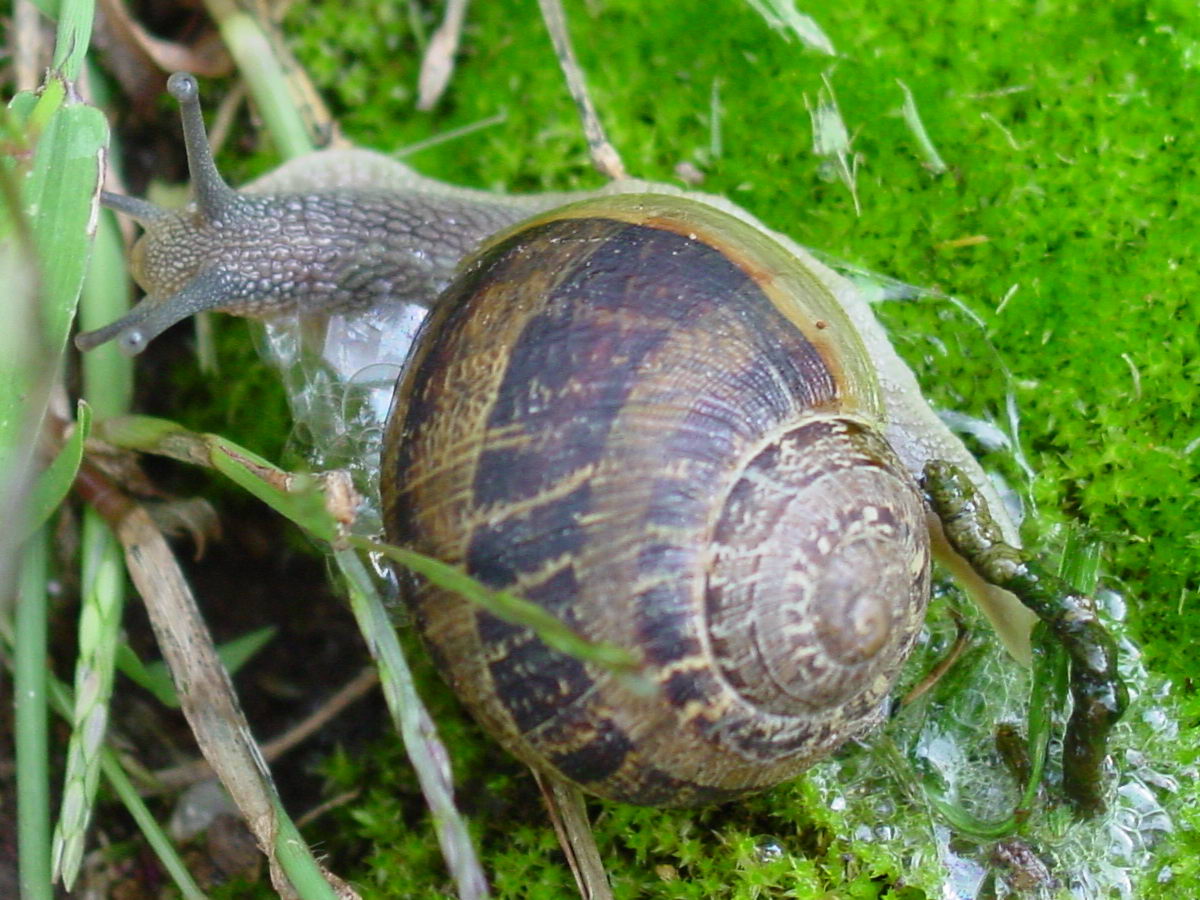 Caracol terrestre deixa rastro de muco nas folhas — sinal típico do ataque no jardim