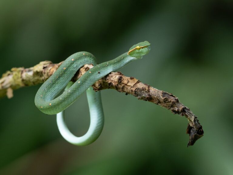 Cobra verde descansando enrolada em um galho na natureza