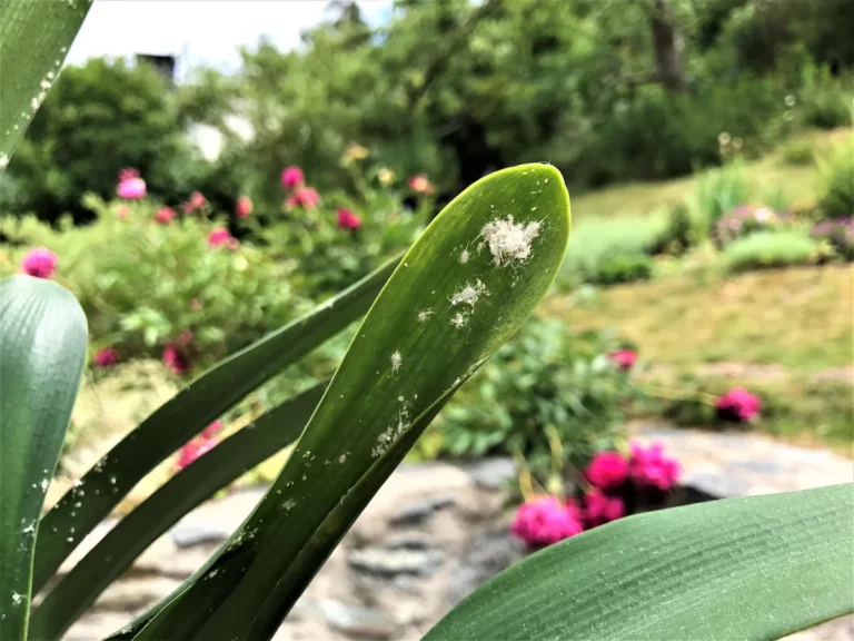 Cochonilha-farinhenta branca infestando a base das folhas de uma planta ornamental