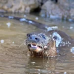 Lontra neotropical (Lontra longicaudis) na agua, Pantanal