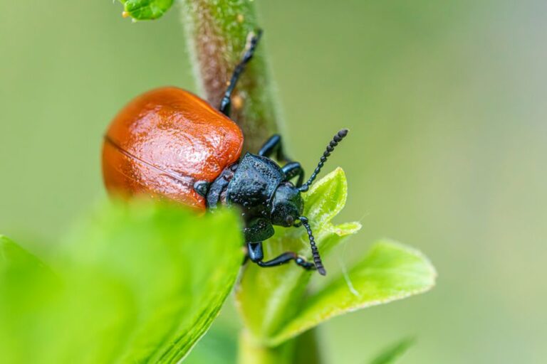 Inseto praga em planta de jardim visto em close-up — controle integrado de pragas