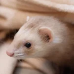 Furão-doméstico (Mustela putorius furo), o animal criado como doninha de estimação