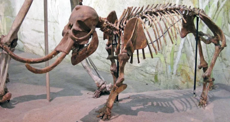 Cranio fossilizado de elefante-pigmeu-do-mediterraneo Palaeoloxodon falconeri, especie extinta