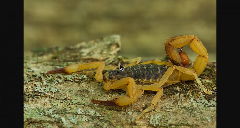 Escorpião-amarelo (Tityus serrulatus), o animal peçonhento que mais causa acidentes no Brasil