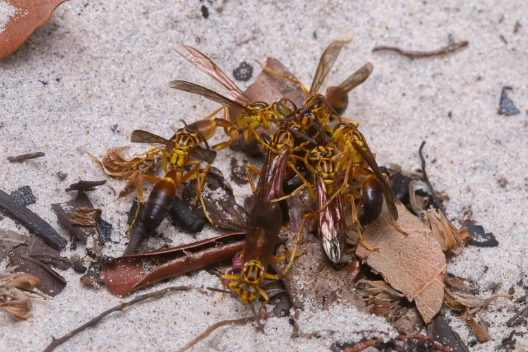 Agelaia pallipes - imagem ilustrativa